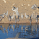 Photo of Ring-necked Dove