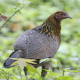 Photo of Red Junglefowl