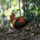 Photo of Red Junglefowl