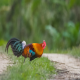 Photo of Red Junglefowl