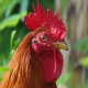 Photo of Red Junglefowl