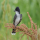 Photo of Eastern Kingbird