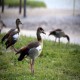 Photo of Egyptian Goose