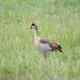 Photo of Egyptian Goose