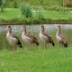 Photo of Egyptian Goose
