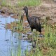 Photo of African Openbill