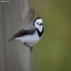 Photo of White-fronted Chat
