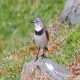 Photo of White-fronted Chat