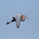 Photo of Goliath Heron