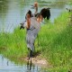 Photo of Goliath Heron