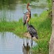 Photo of Goliath Heron
