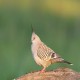 Photo of Crested Pigeon