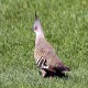 Photo of Crested Pigeon