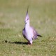 Photo of Crested Pigeon