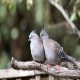 Photo of Crested Pigeon