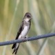 Photo of Bank Swallow