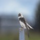 Photo of Bank Swallow