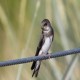 Photo of Bank Swallow