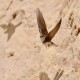 Photo of Bank Swallow