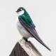 Photo of Violet-green Swallow