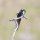 Photo of Violet-green Swallow