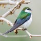 Photo of Violet-green Swallow