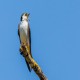 Photo of Violet-green Swallow