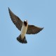 Photo of Cliff Swallow
