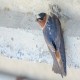 Photo of Cliff Swallow