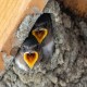Photo of Cliff Swallow