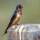 Photo of Cliff Swallow