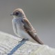 Photo of Northern Rough-winged Swallow