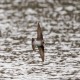 Photo of Northern Rough-winged Swallow