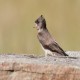 Photo of Northern Rough-winged Swallow