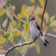 Photo of Northern Rough-winged Swallow
