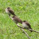 Photo of Northern Rough-winged Swallow