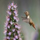Photo of Allen's Hummingbird