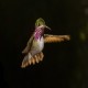 Photo of Calliope Hummingbird