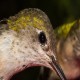 Photo of Calliope Hummingbird