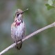 Photo of Calliope Hummingbird