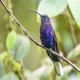 Photo of Violet Sabrewing
