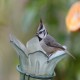Photo of Bridled Titmouse
