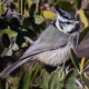 Photo of Bridled Titmouse