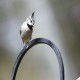 Photo of Bridled Titmouse