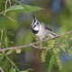 Photo of Bridled Titmouse
