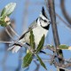 Photo of Bridled Titmouse
