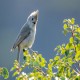 Photo of Oak Titmouse