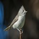 Photo of Oak Titmouse