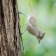 Photo of Oak Titmouse
