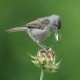 Photo of Oak Titmouse
